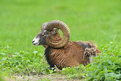 《寂静岭f》女主设计图曝光 穿体操服等很可爱